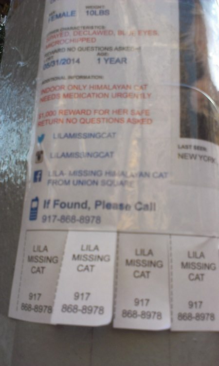lila_missing_cat