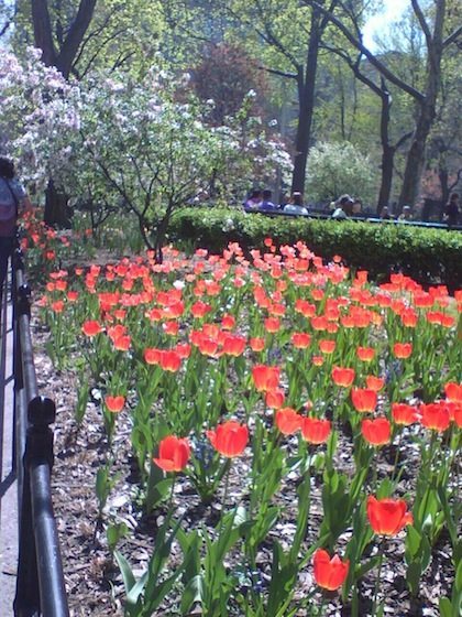 tulip patch in former park design, east of Arch, now deleted (larger alcove behind it)