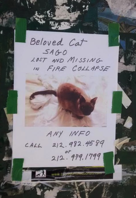 Beloved cat Sago missing