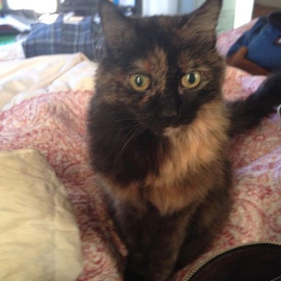 Sylvie, 119 second avenue, is missing