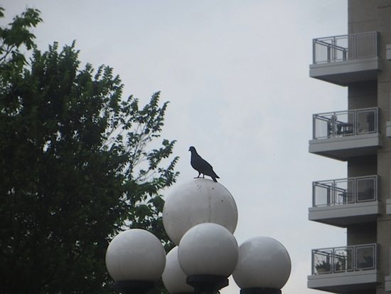 pigeon-on-light-fountain-plaza-washington-square-park-greenwich-village