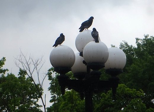 pigeons atop light washington square park in rain
