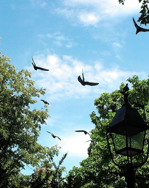 The Washington Square Park pigeons