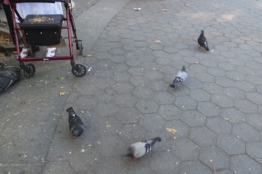 So few pigeons after abduction in all quadrants of park...