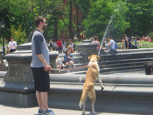 dog surveys fountain washington square park