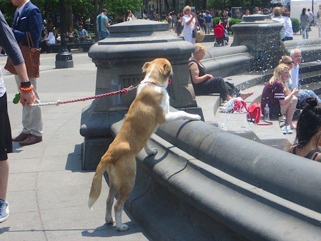 dog survey fountain washington square park