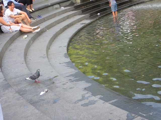 pigeon-fountain-washington-square-park