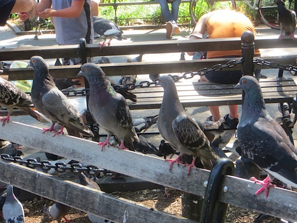 pigeons-on-a-park-bench-washington-square-park