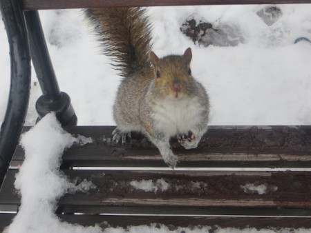 squirrel-snowy-saturday-washington-square-park-bench-7