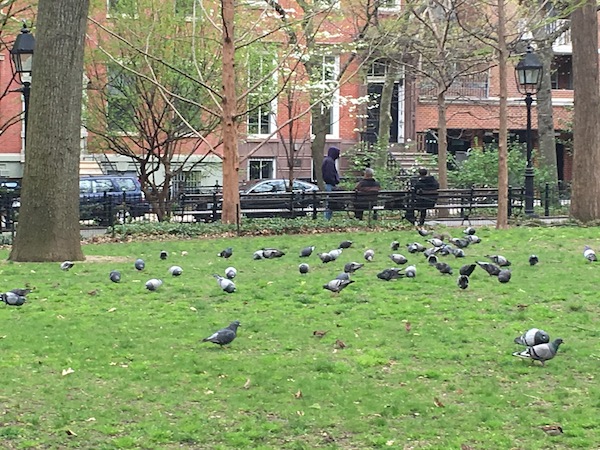 Pigeons Lawn Washington Square Park