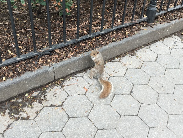 Squirrel Washington Square Park North