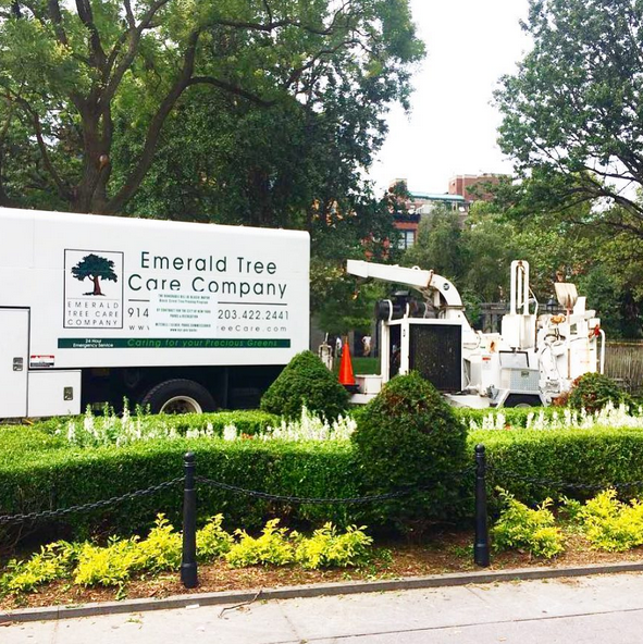 emerald tree care company washington square park 2017