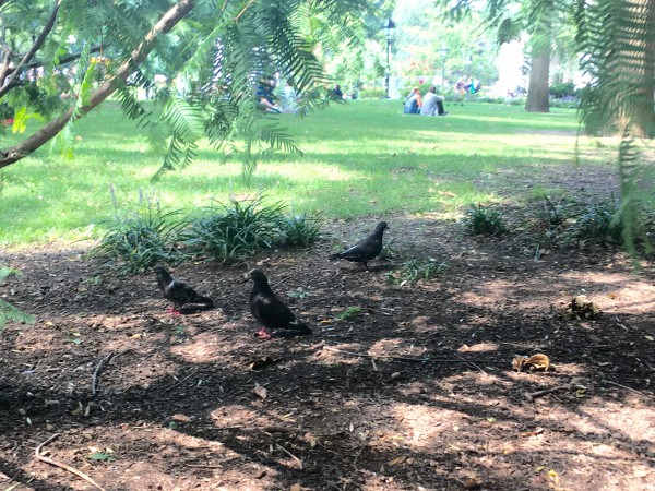 Pigeons Washington Square Park