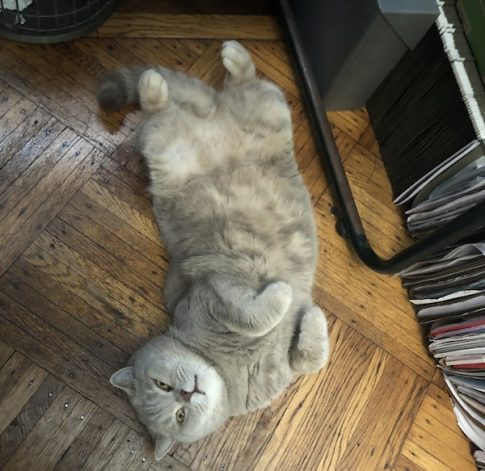 Milo cat missing Greenwich Village
