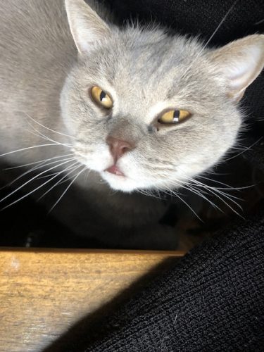 Milo Greenwich Village cat