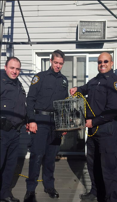 Astoria House Fire Rooftop Cat Rescued by NYPD New York City