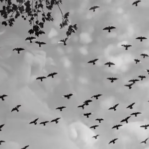 pigeons in sky washington square park