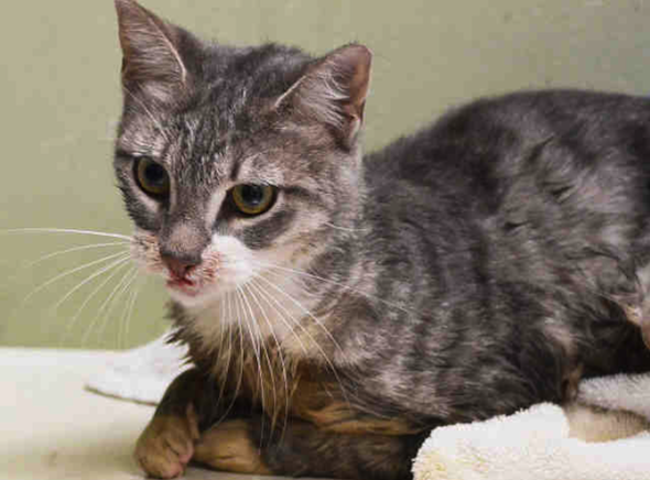Riley 1 year old cat found Bronx trash can needs adoption