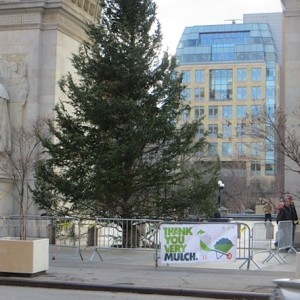 Mulch Fest Washington Square Park Christmas Trees